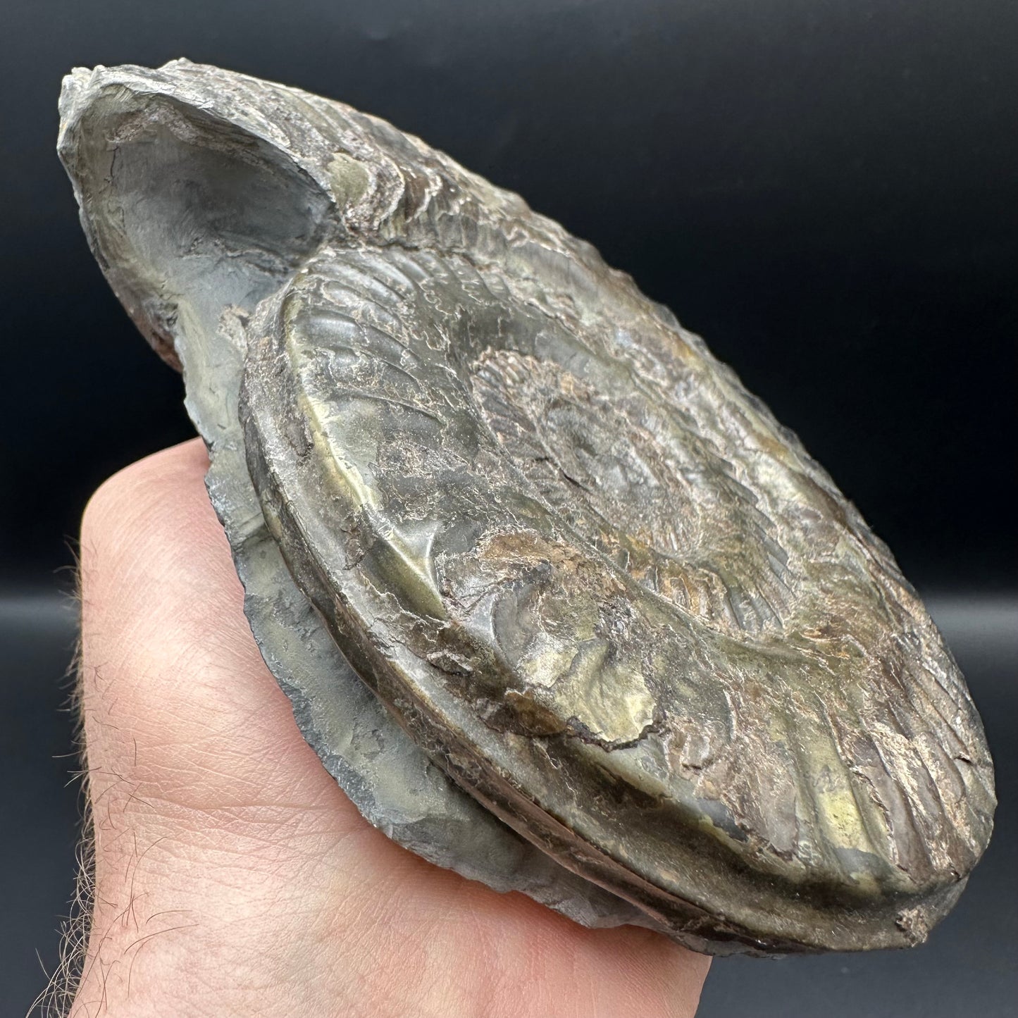 Hildoceras lusitanicum Ammonite fossil - Whitby, North Yorkshire, Jurassic Coast, Yorkshire Fossils from the Jurassic Coast