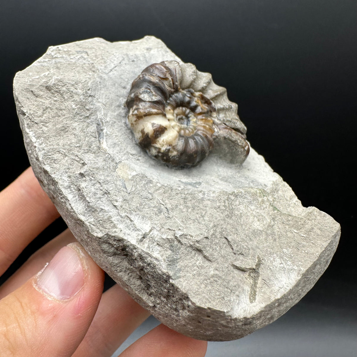 Androgynoceras maculatum ammonite fossil with box and stand - Whitby, North Yorkshire Jurassic Coast Yorkshire Fossils