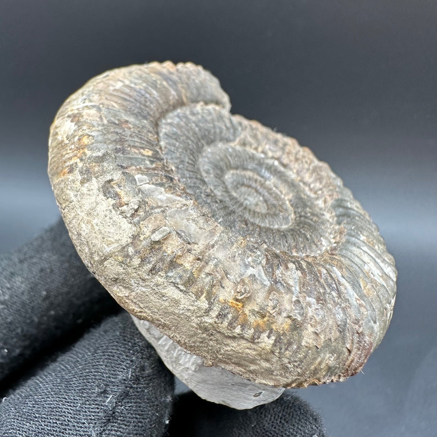 Peronoceras fibulatum Ammonite fossil with box and stand - Whitby, North Yorkshire Jurassic Coast Yorkshire Fossils