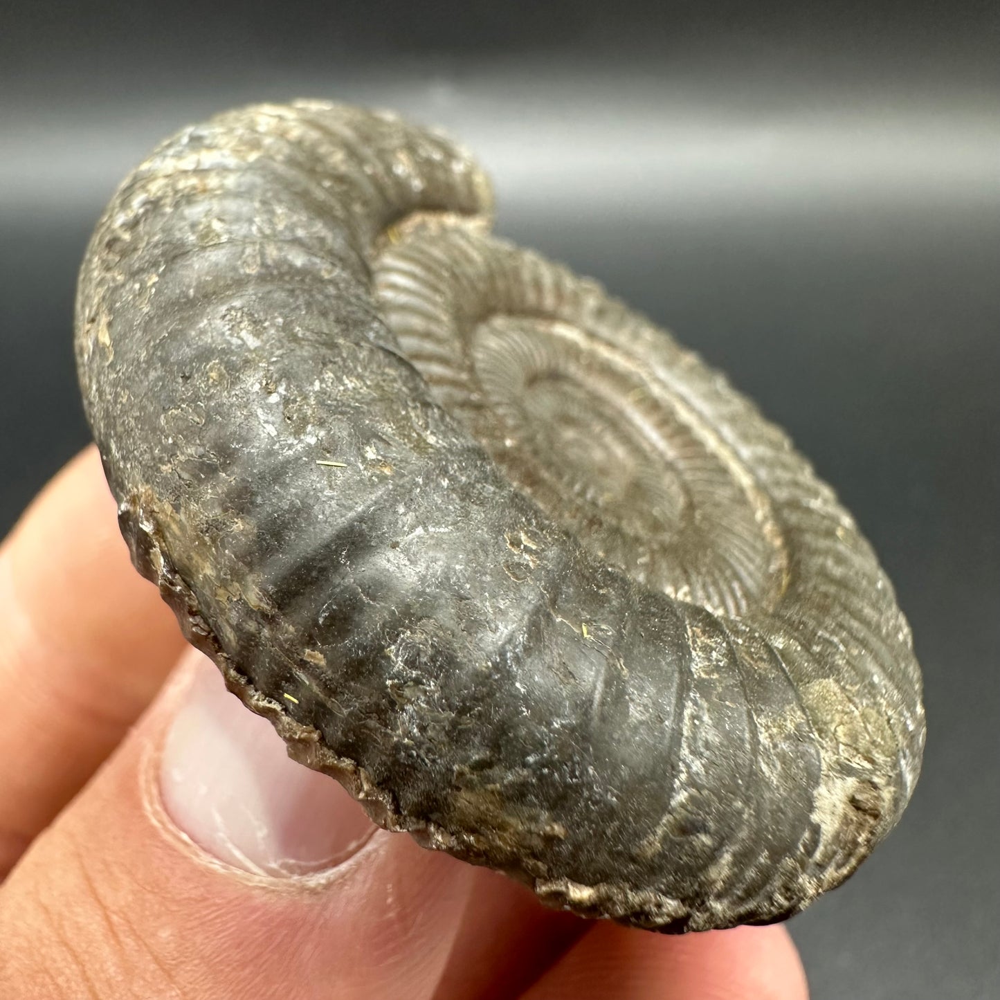 Matrix Free Dactylioceras Ammonite Fossil With Box And Stand - Whitby, North Yorkshire Jurassic Coast Yorkshire Fossils