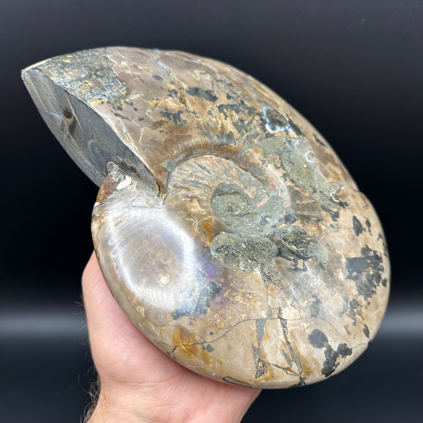 Cleoniceras Ammonite Fossil With Stand - Cretaceous Ammonite Madagascar