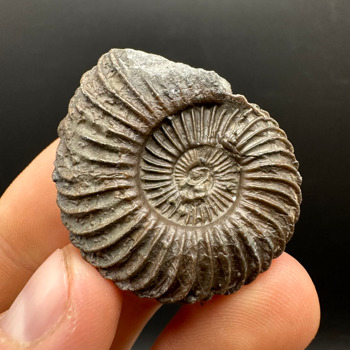 Schlothemia sp. ammonite fossil with box and stand - Whitby, North Yorkshire Jurassic Coast, Yorkshire fossils
