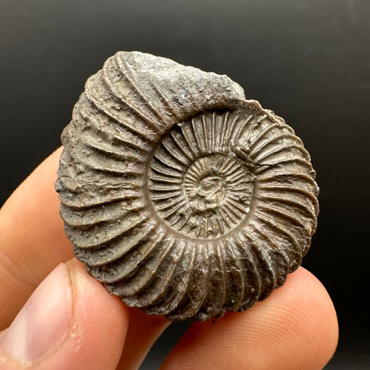 Schlothemia sp. ammonite fossil with box and stand - Whitby, North Yorkshire Jurassic Coast, Yorkshire fossils