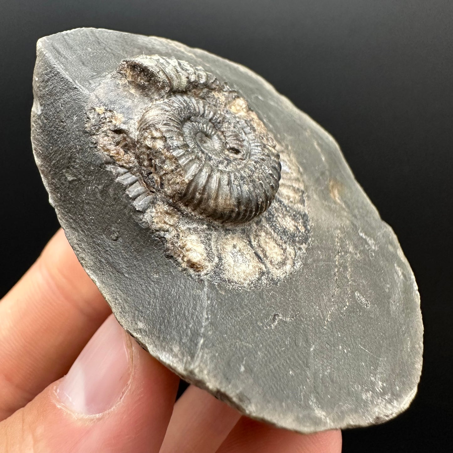 Dactylioceras Ammonite Fossil Gift Set - Whitby, North Yorkshire Jurassic Coast Yorkshire Fossils l