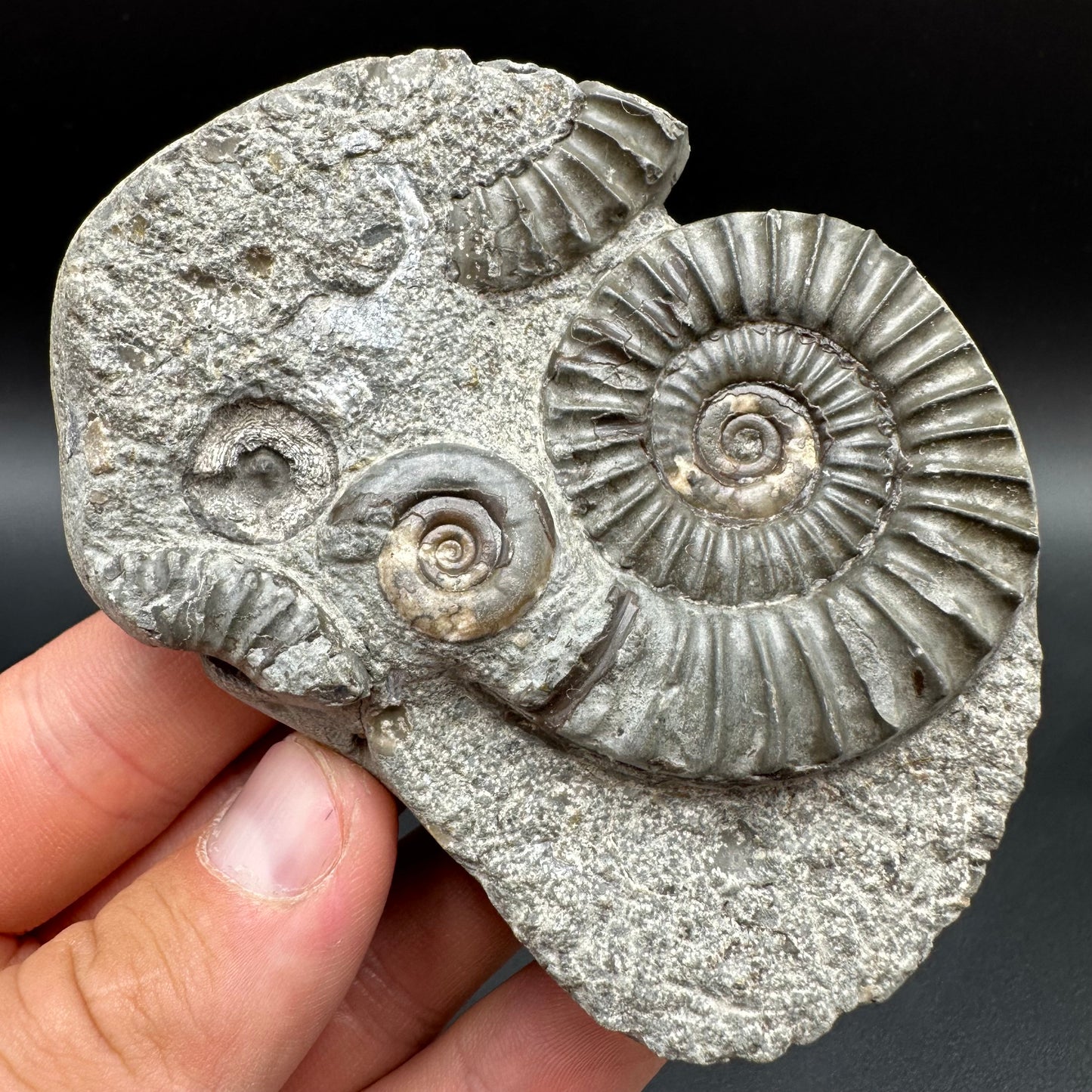 Arnioceras ammonite shell fossil with box and stand - Whitby, North Yorkshire Jurassic Coast Yorkshire Fossils