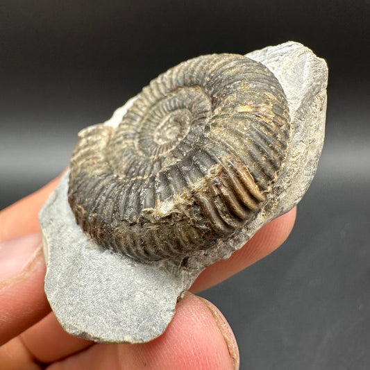 Dactylioceras Ammonite Fossil With Box And Stand - Whitby, North Yorkshire Jurassic Coast Yorkshire Fossils