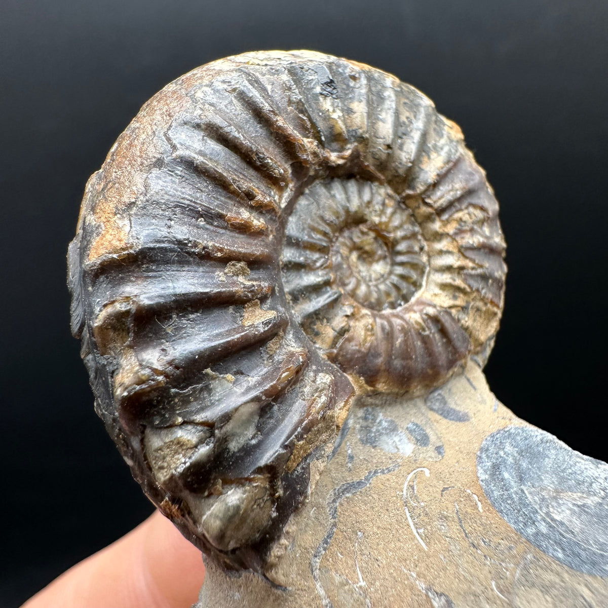 Pleuroceras paucicostatum ammonite fossil with box and stand - Whitby, North Yorkshire Jurassic Coast Yorkshire Fossils