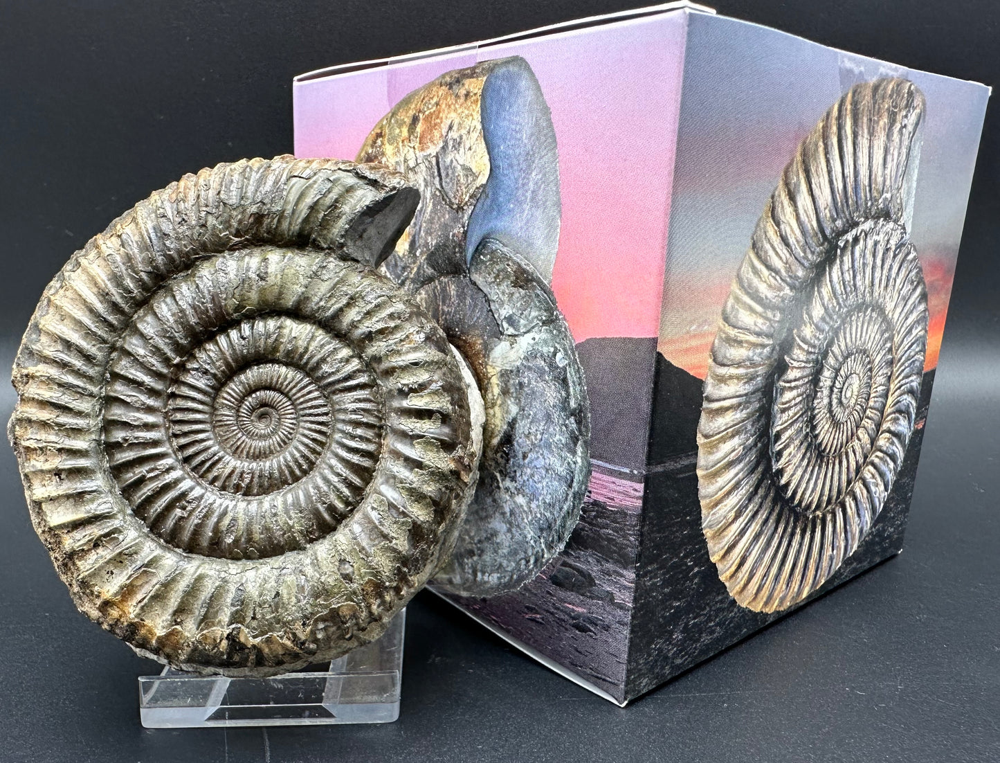 Dactylioceras Ammonite Fossil With Box And Stand - Whitby, North Yorkshire Jurassic Coast Yorkshire Fossils