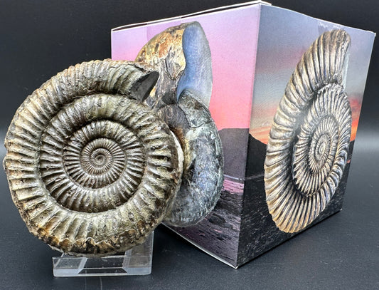 Dactylioceras Ammonite Fossil With Box And Stand - Whitby, North Yorkshire Jurassic Coast Yorkshire Fossils