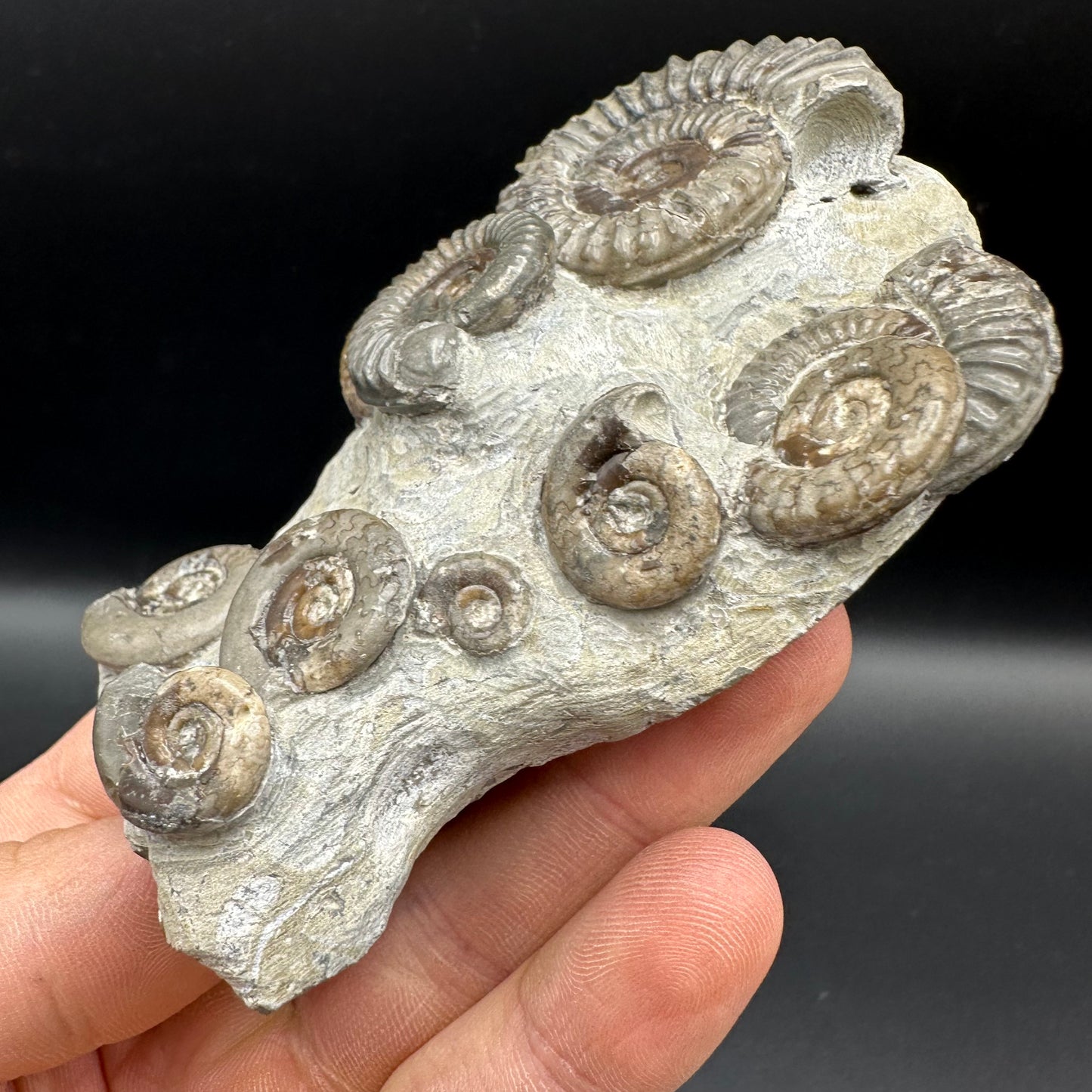 Arnioceras ammonite shell fossil with box and stand - Whitby, North Yorkshire Jurassic Coast Yorkshire Fossils