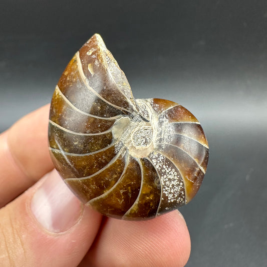 Cenoceras Nautilus Fossil With Box And Stand - Middle Cretaceous Madagascar