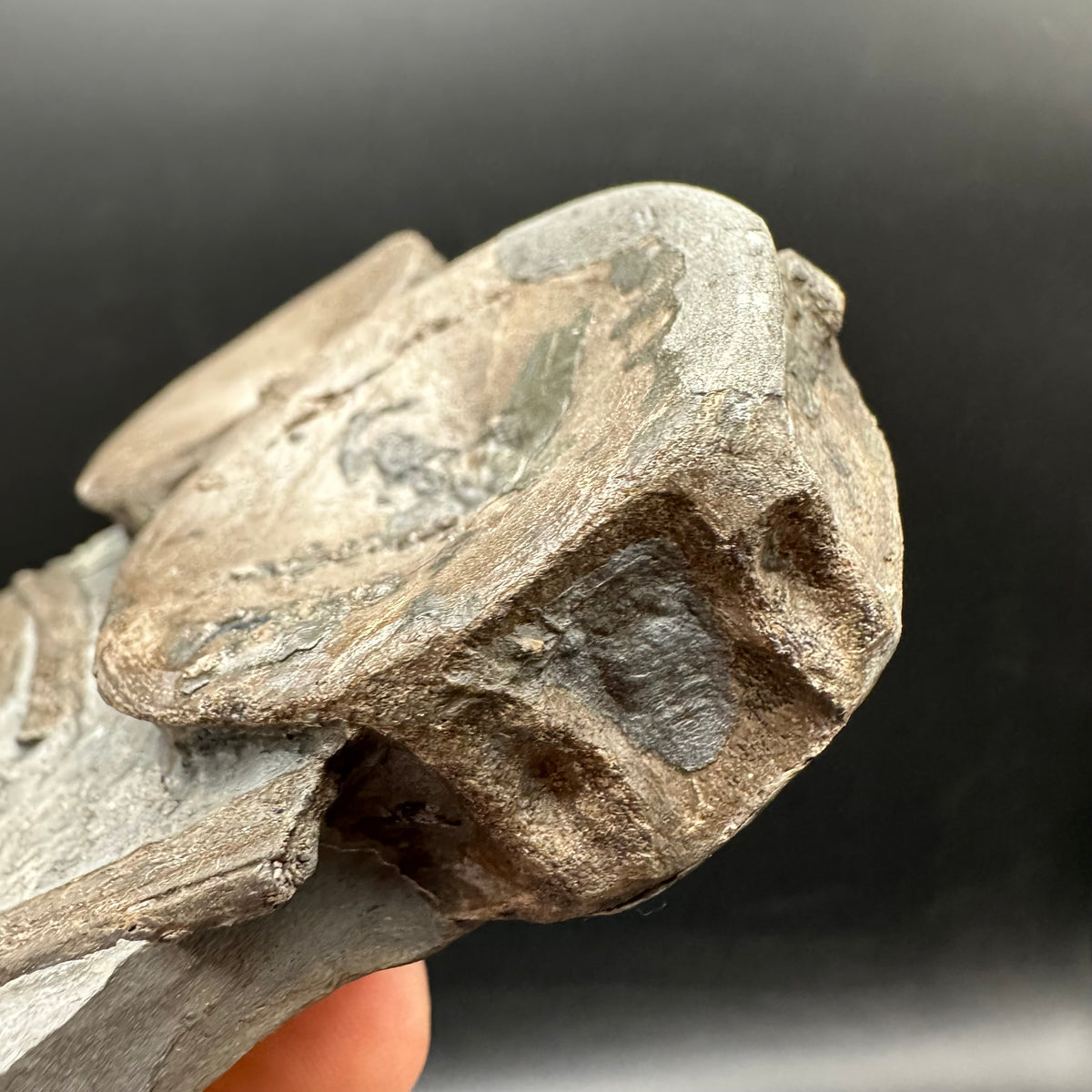 Ichthyosaur Vertebrae fossil / ribs with box and stand - Whitby, North Yorkshire Jurassic Coast, Yorkshire fossils found on the Jurassic Coast
