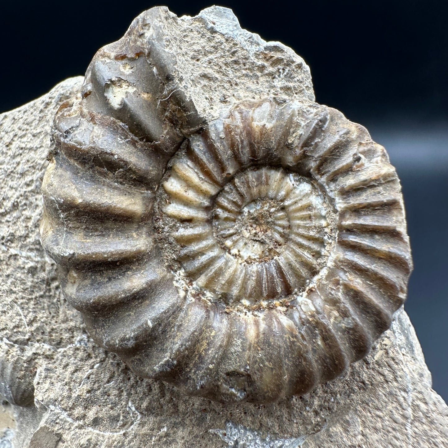 Androgynoceras Capricornus ammonite fossil with box and stand - Whitby, North Yorkshire Jurassic Coast Yorkshire Fossils