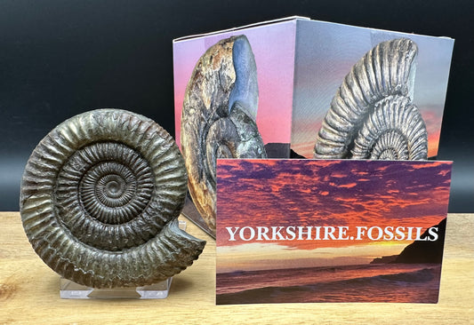 Dactylioceras Ammonite Fossil With box and Stand - Whitby, North Yorkshire Jurassic Coast Yorkshire Fossils