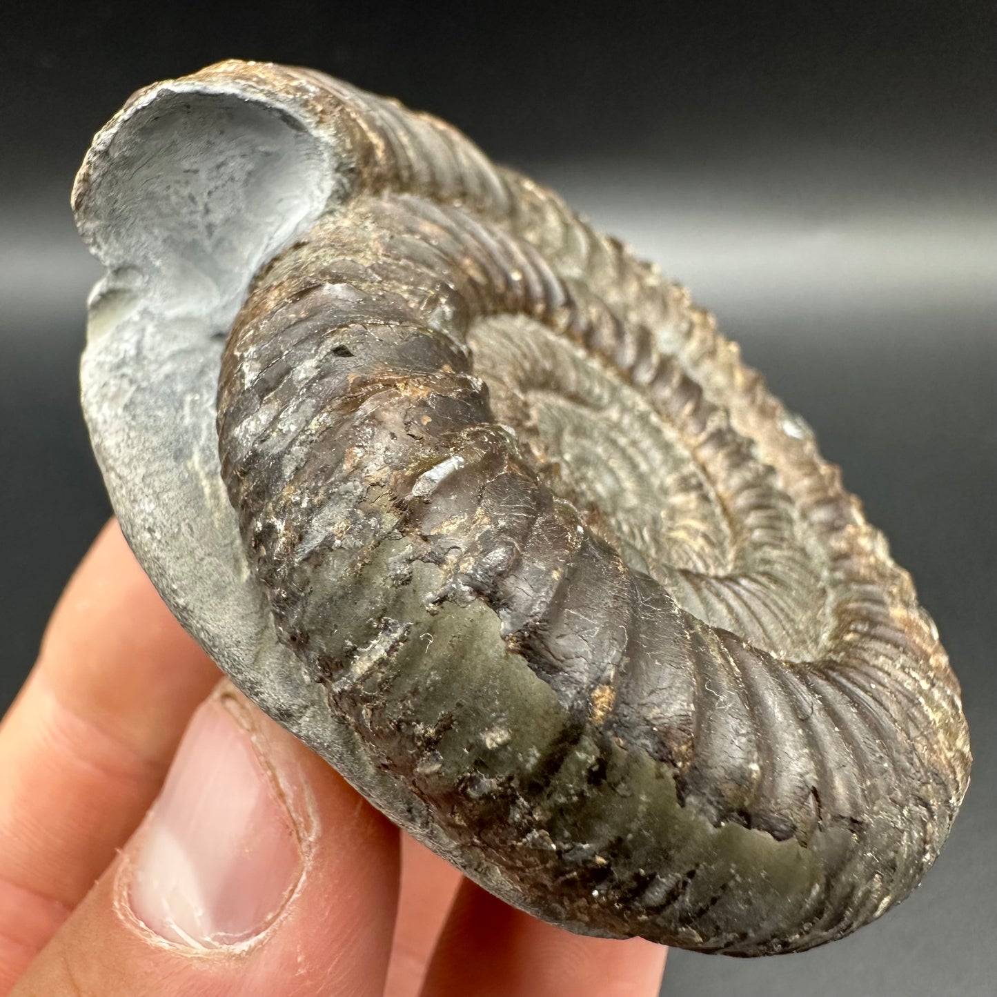 Dactylioceras Ammonite Fossil With Box And Stand - Whitby, North Yorkshire Jurassic Coast Yorkshire Fossils