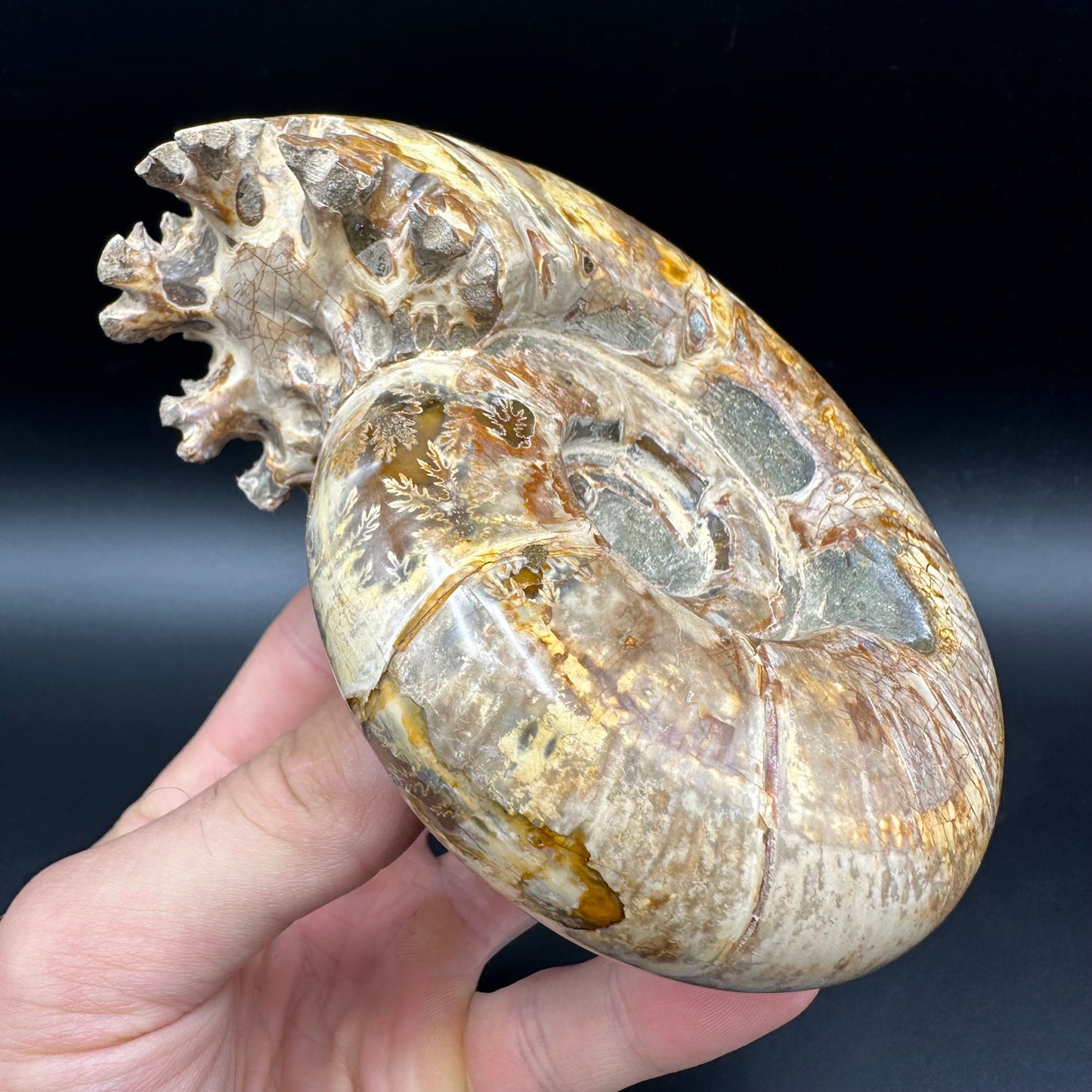 Puzosia Ammonite Fossil With Stand - Cretaceous Ammonite Madagascar