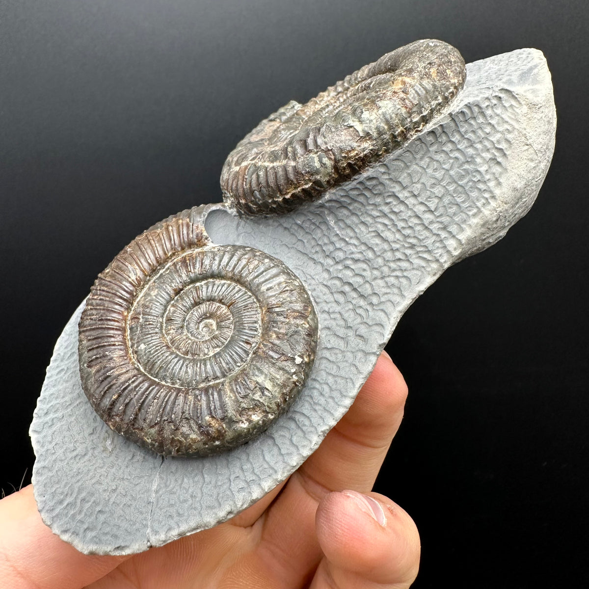 Dactylioceras Ammonite Fossil With Stand - Whitby, North Yorkshire Jurassic Coast Yorkshire Fossils