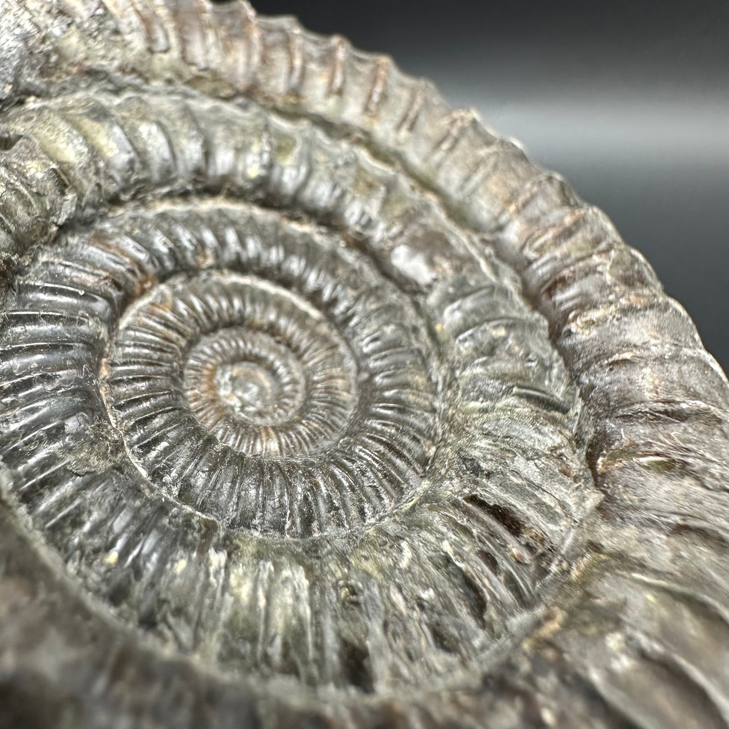 Dactylioceras Ammonite Fossil With Box And Stand - Whitby, North Yorkshire Jurassic Coast Yorkshire Fossils