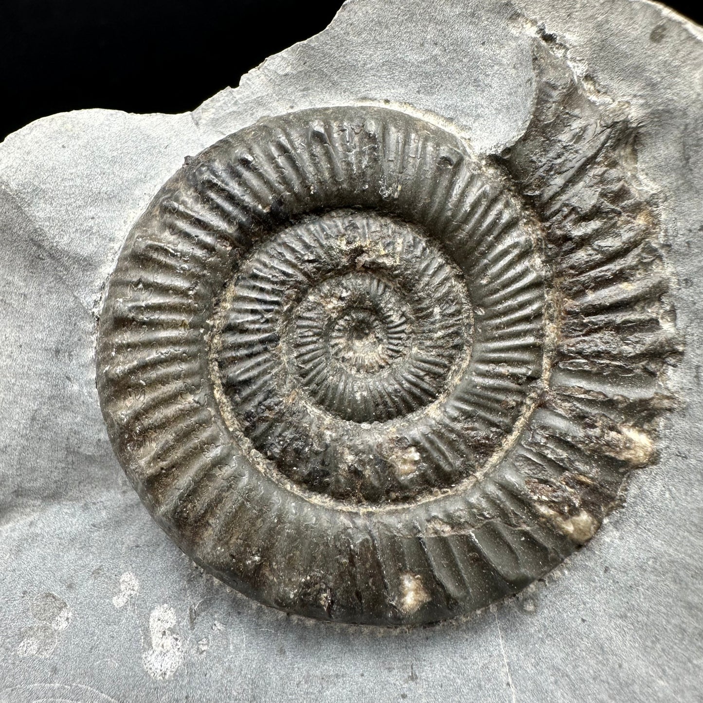 Peronoceras turriculatum Ammonite fossil with box and stand - Whitby, North Yorkshire Jurassic Coast, Yorkshire fossils