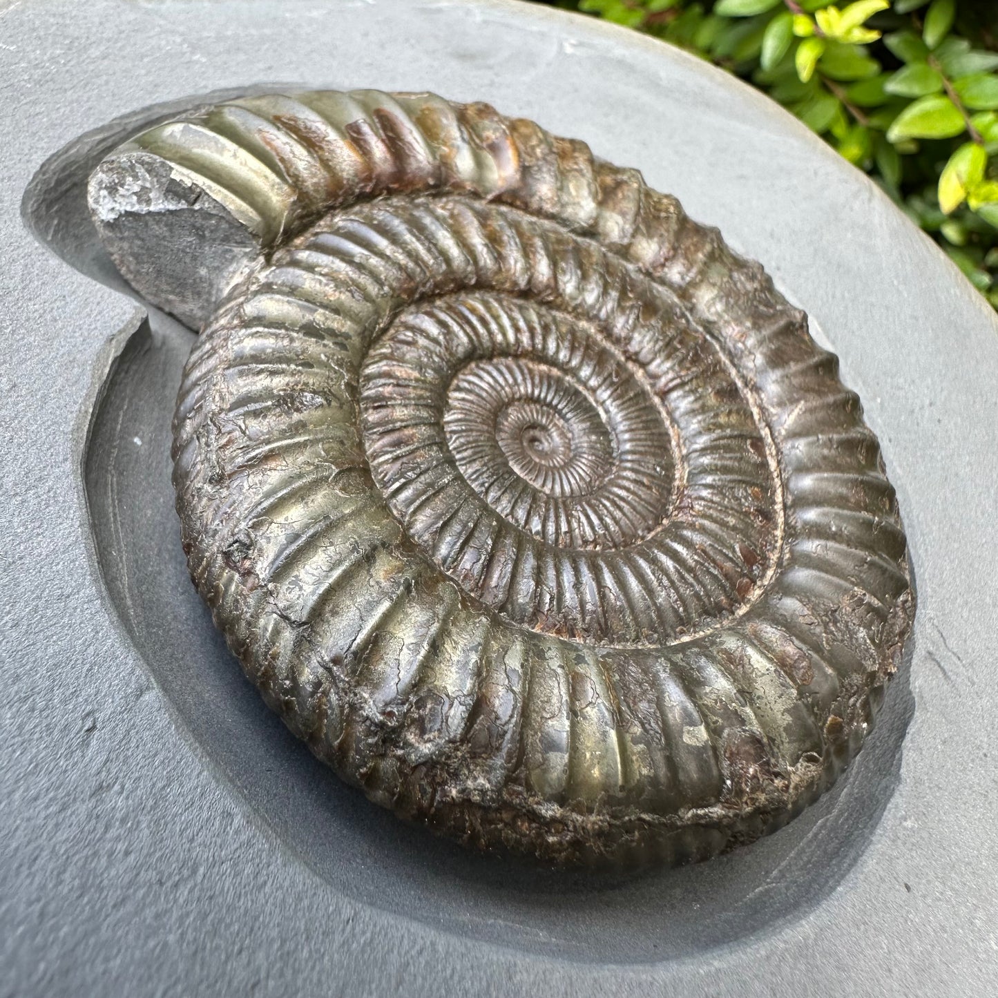Golden Egg (IMPLANT) Ammonite fossil with stand - Whitby, North Yorkshire Jurassic Coast