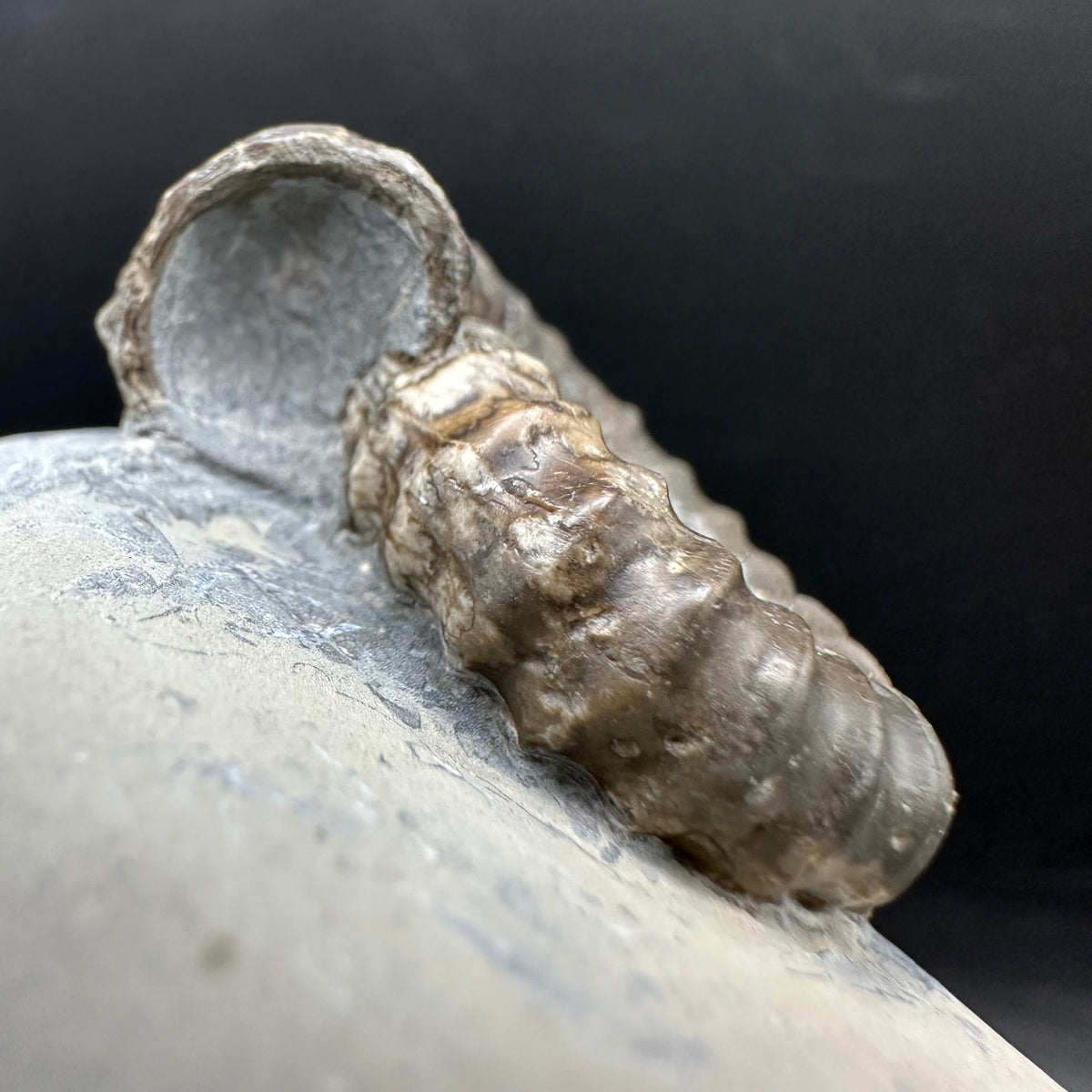 Gagaticeras Ammonite fossil with box and stand - Whitby, North Yorkshire Jurassic Coast Yorkshire Fossils