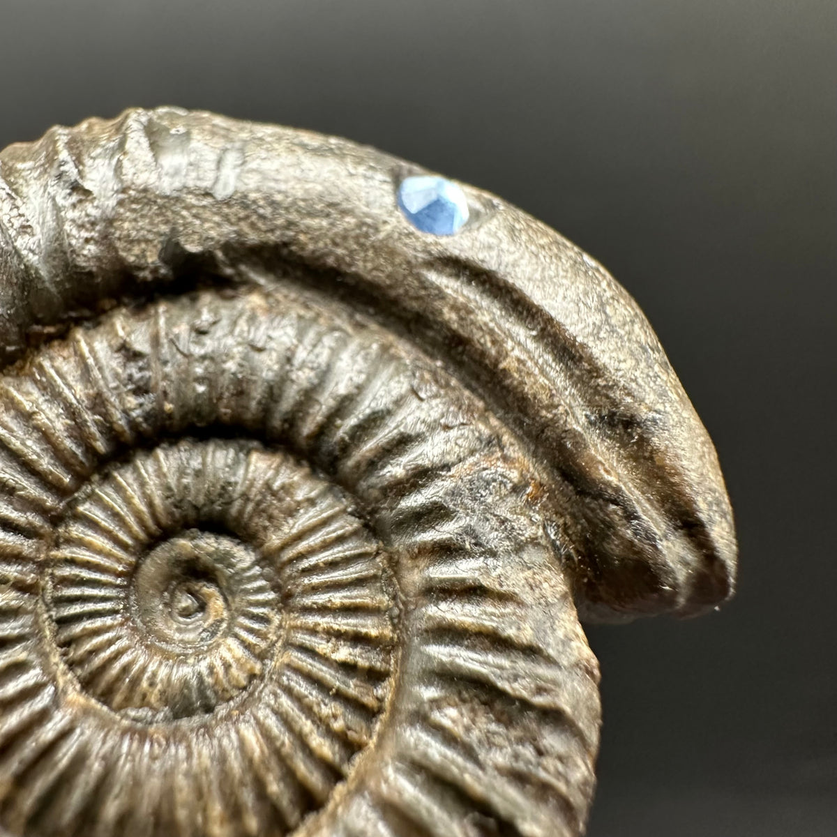 Snakestone Ammonite Fossil With Bag/Box And Stand - Whitby, North Yorkshire Jurassic Coast Yorkshire Fossils