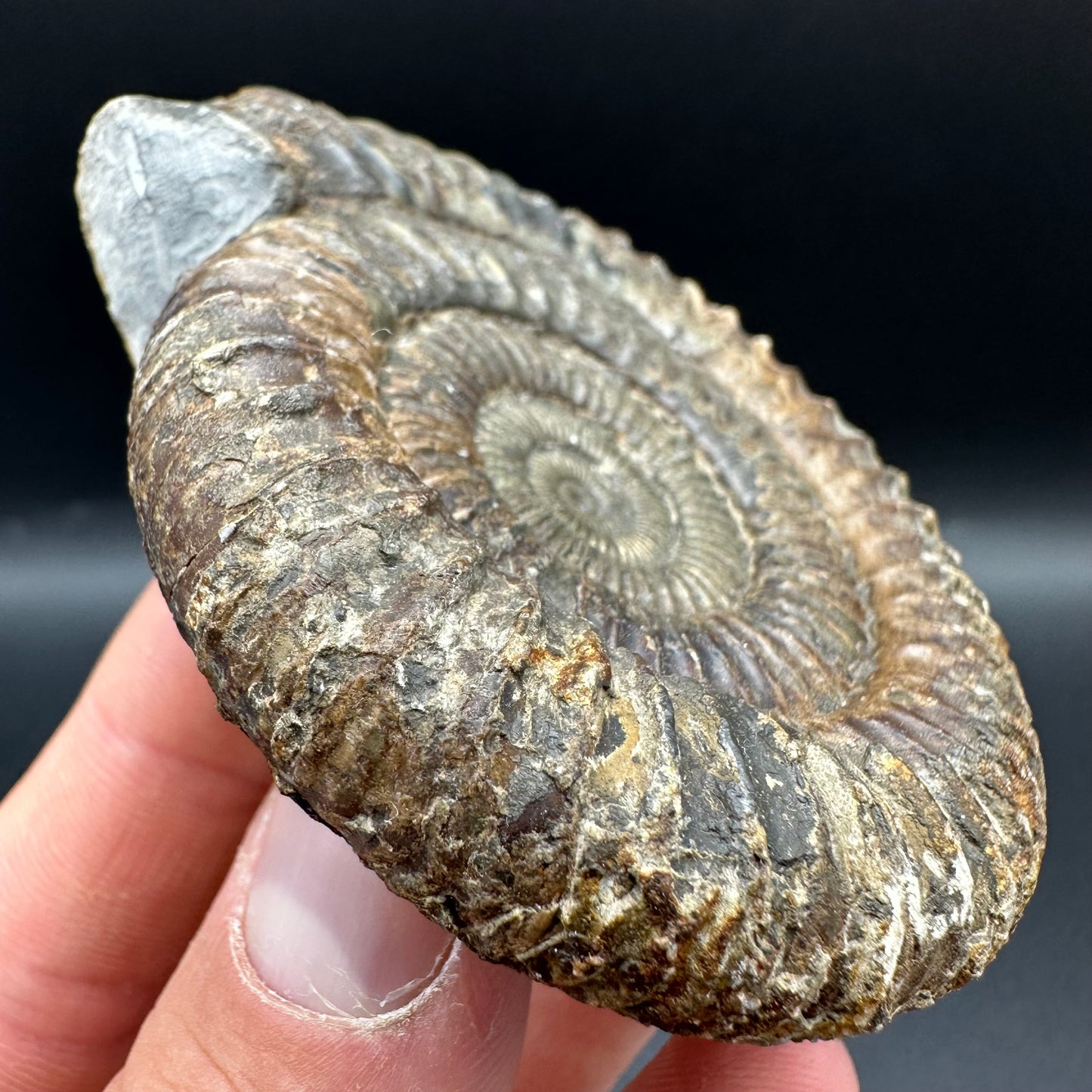 Dactylioceras Ammonite Fossil With Box And Stand - Whitby, North Yorkshire Jurassic Coast Yorkshire Fossils