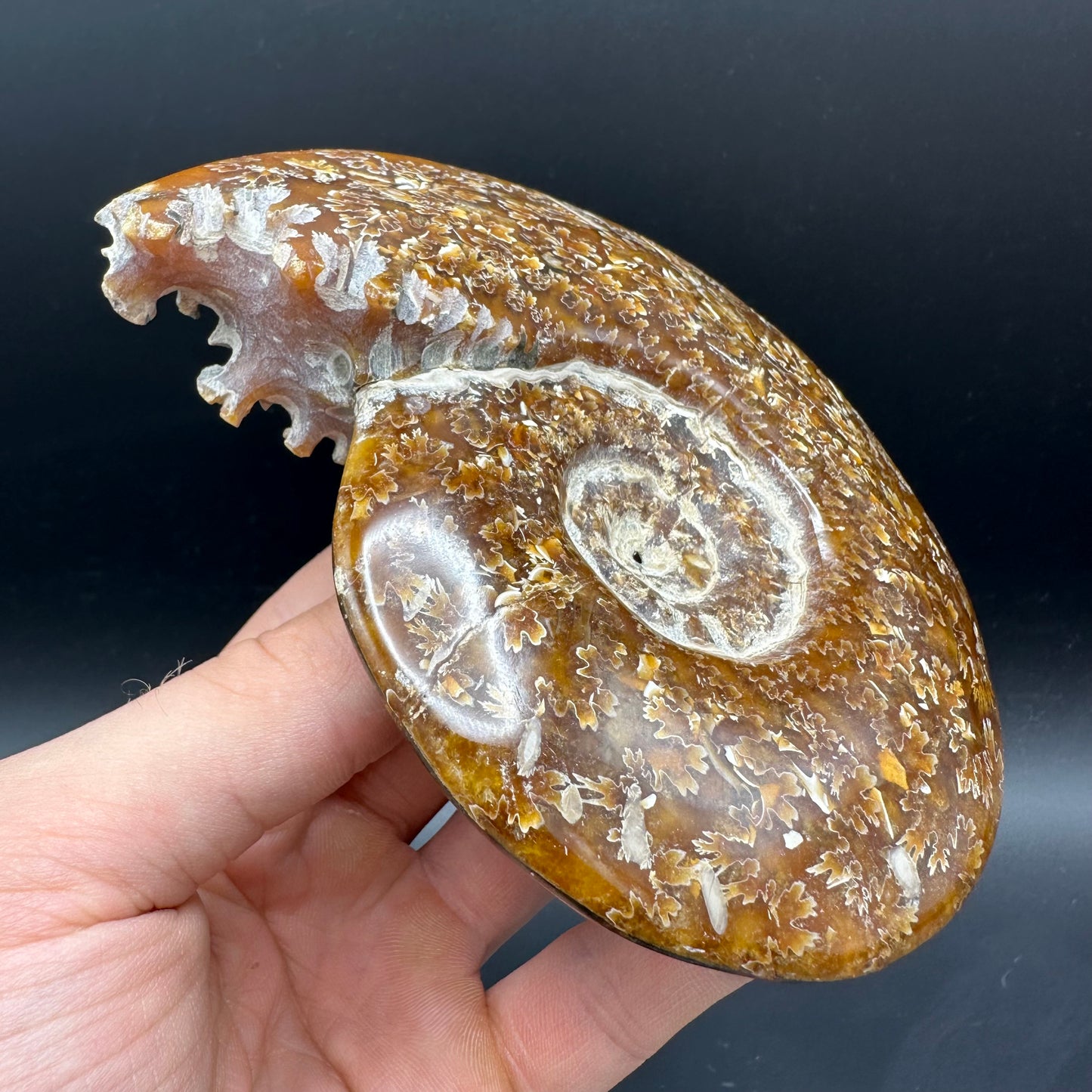 Cleoniceras Ammonite Fossil With Box And Stand - Cretaceous Ammonite Madagascar
