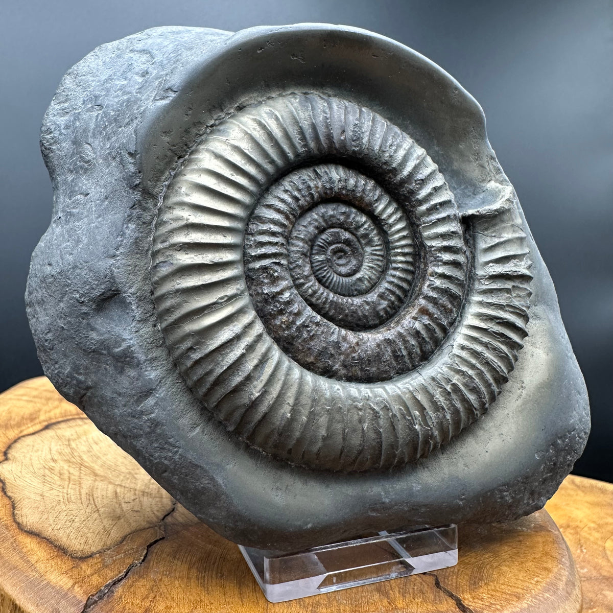 Golden Dactylioceras Ammonite Fossil With box and Stand - Whitby, North Yorkshire Jurassic Coast Yorkshire Fossils