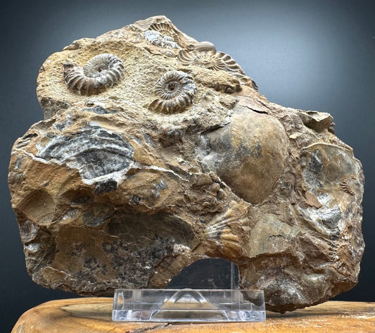 Androgynoceras capricornus Ammonite Fossil With Stand - Whitby, North Yorkshire Jurassic Coast Yorkshire Fossils