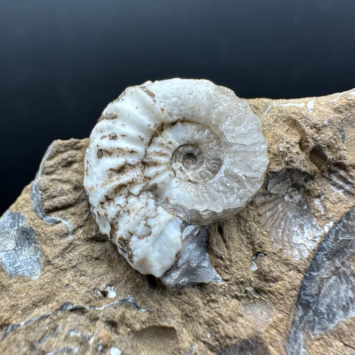 Androgynoceras capricornus Ammonite Fossil With Stand - Whitby, North Yorkshire Jurassic Coast Yorkshire Fossils