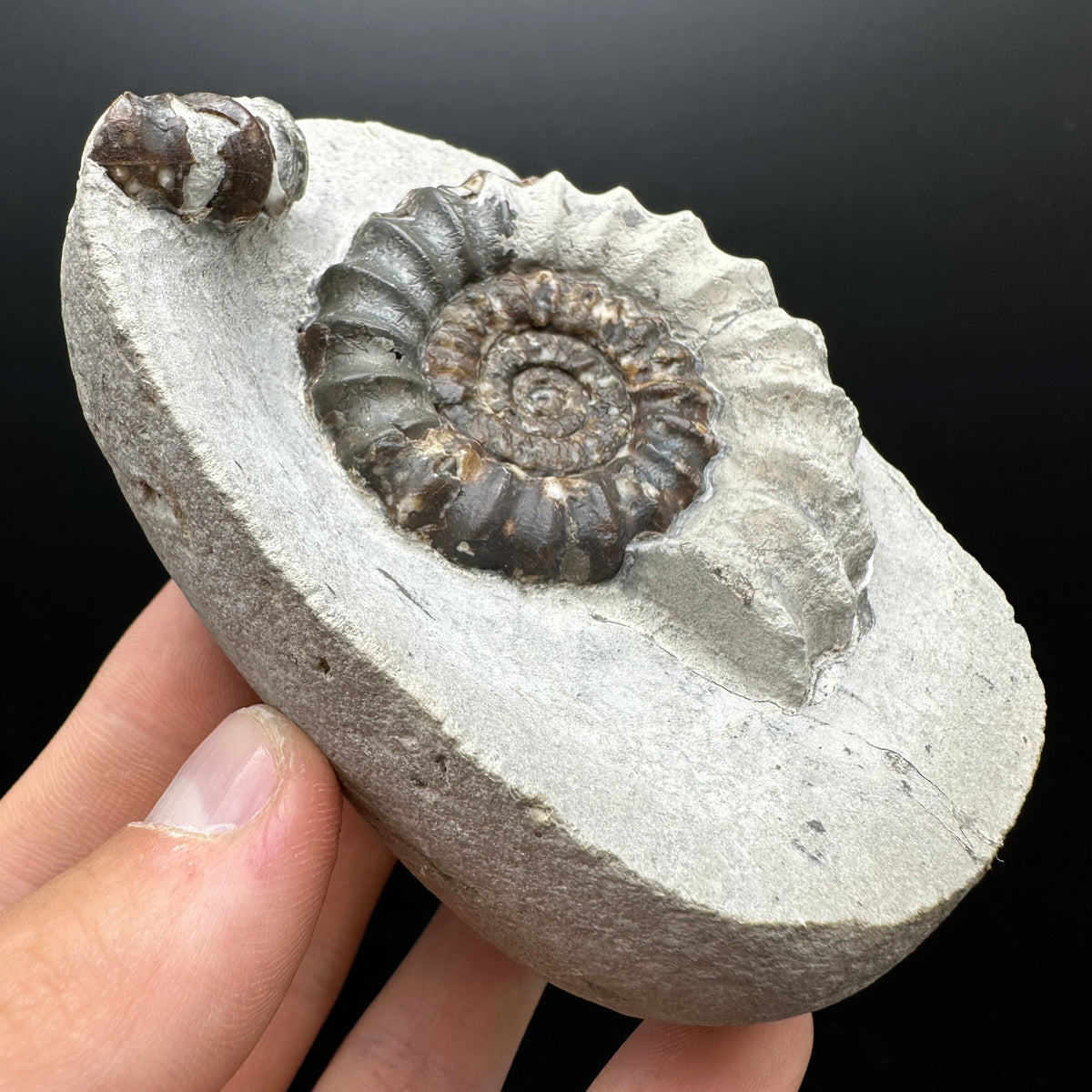 Androgynoceras maculatum ammonite fossil with box and stand - Whitby, North Yorkshire Jurassic Coast Yorkshire Fossils