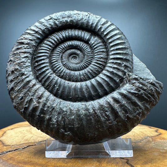 Dactylioceras Ammonite Fossil With box and Stand - Whitby, North Yorkshire Jurassic Coast Yorkshire Fossils