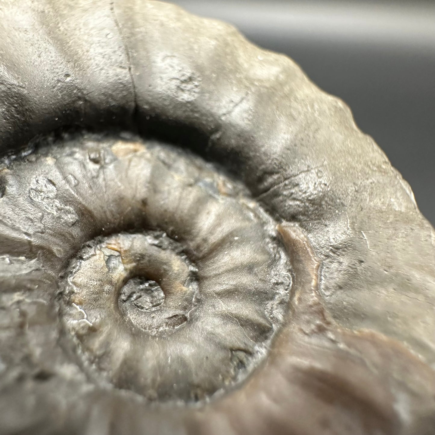 Agassiceras shell fossil with box and stand - Whitby, North Yorkshire Jurassic Coast Yorkshire Fossils