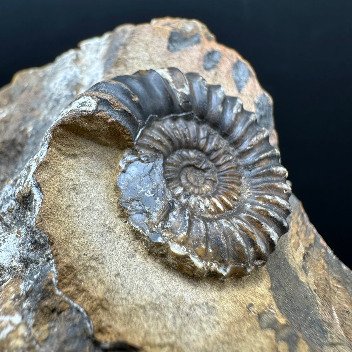 Androgynoceras capricornus Ammonite Fossil With Stand - Whitby, North Yorkshire Jurassic Coast Yorkshire Fossils