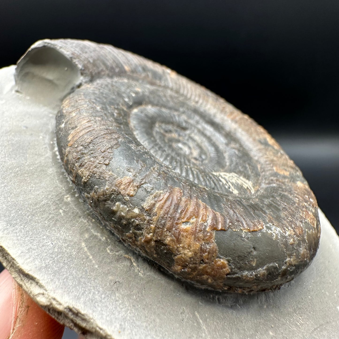 Dactylioceras tenuicostatum ammonite fossil with box and stand - Whitby, North Yorkshire Jurassic Coast