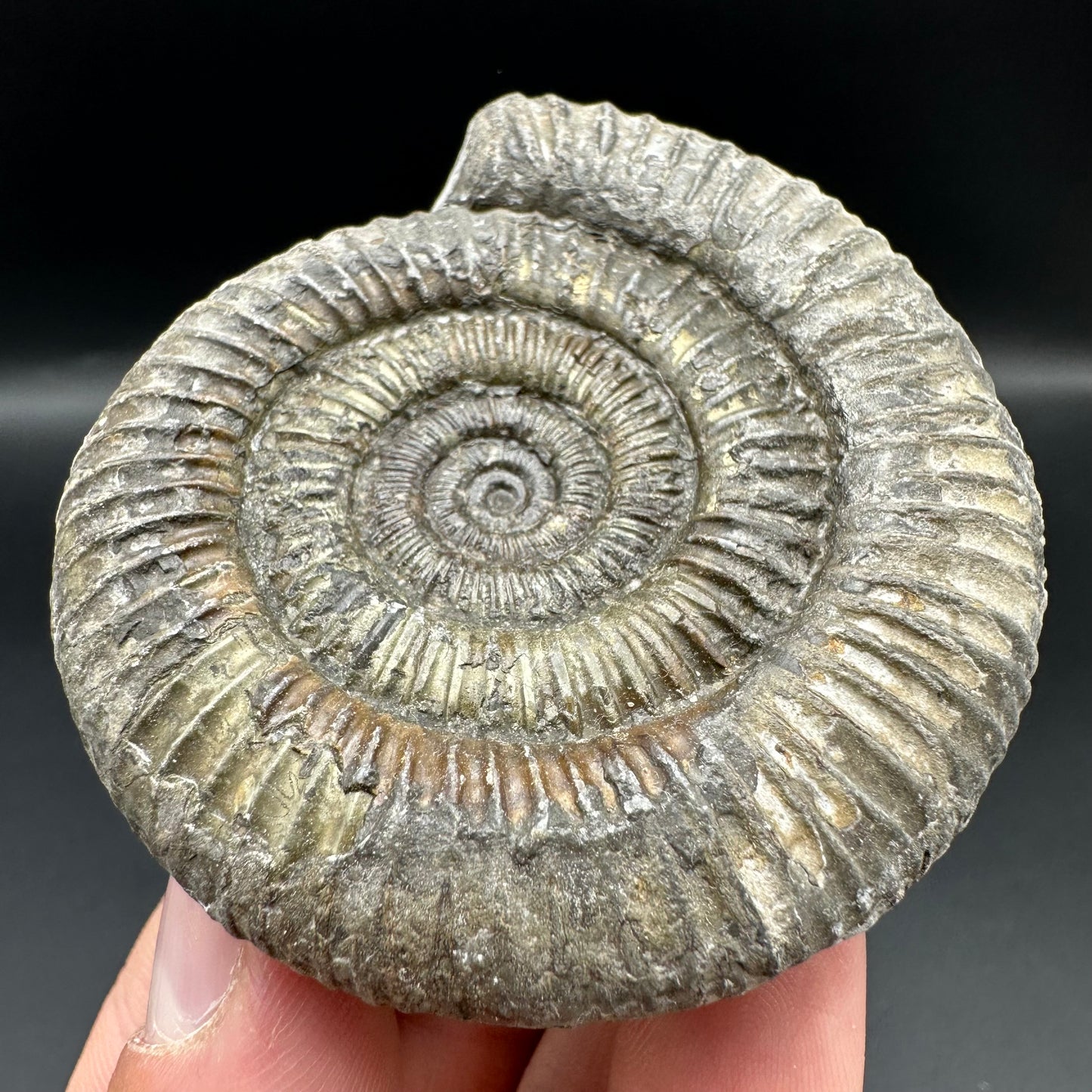 Dactylioceras Ammonite Fossil With Box And Stand - Whitby, North Yorkshire Jurassic Coast Yorkshire Fossils