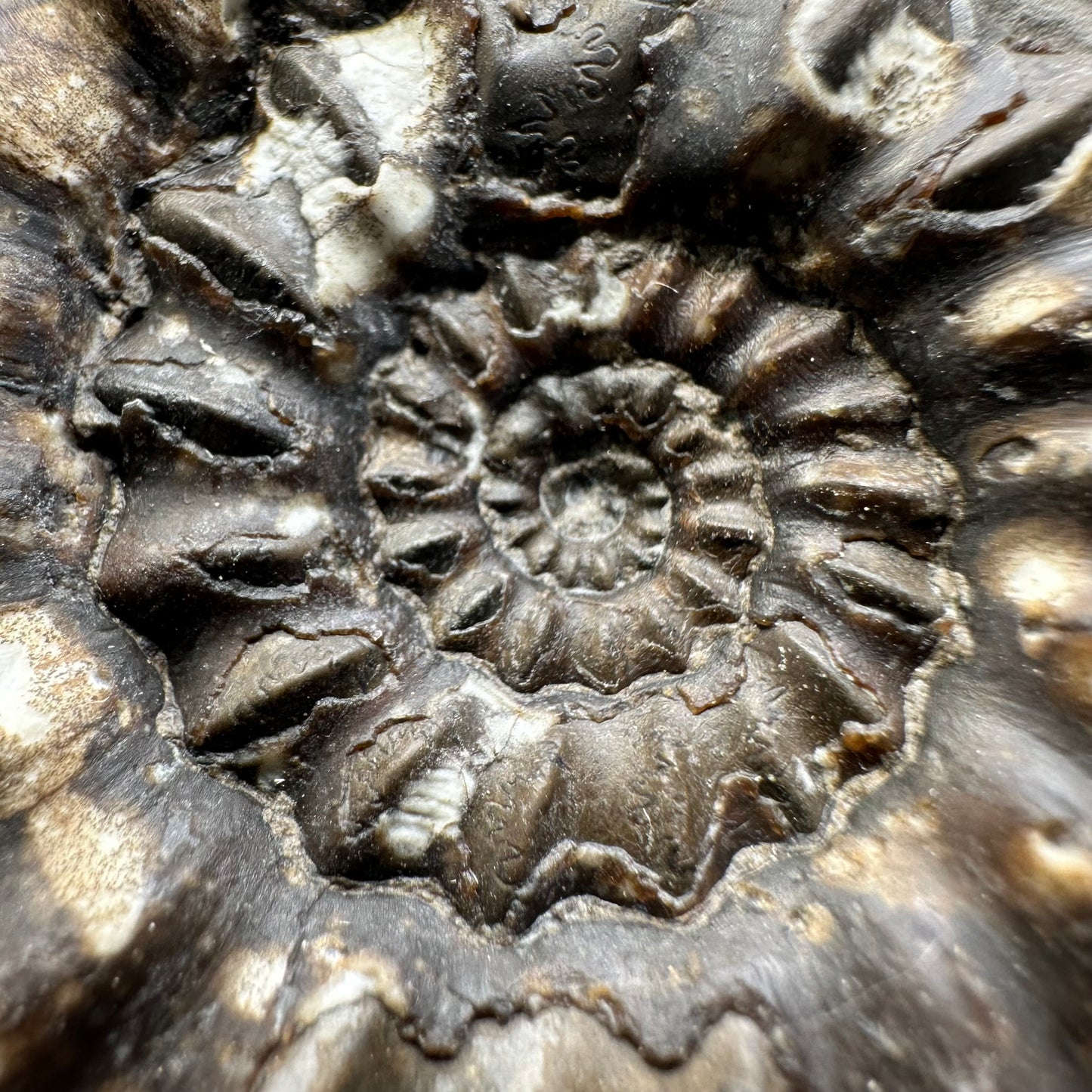 Androgynoceras maculatum ammonite fossil - Whitby, North Yorkshire Jurassic Coast Yorkshire Fossils