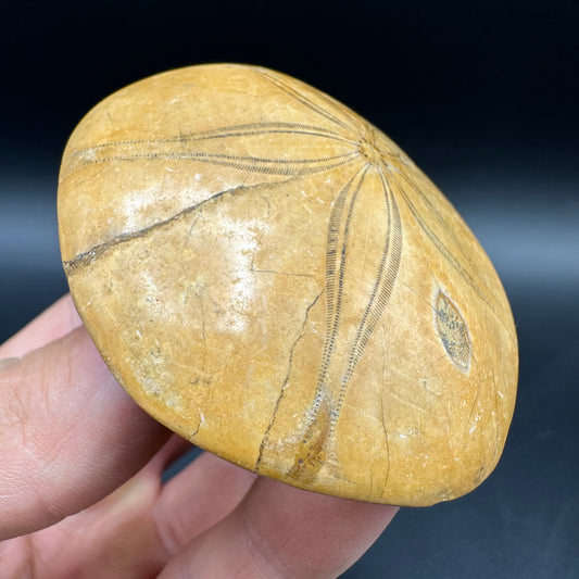 Holectypus Sea Urchin Fossil With Box And Stand - Middle Jurassic Madagascar