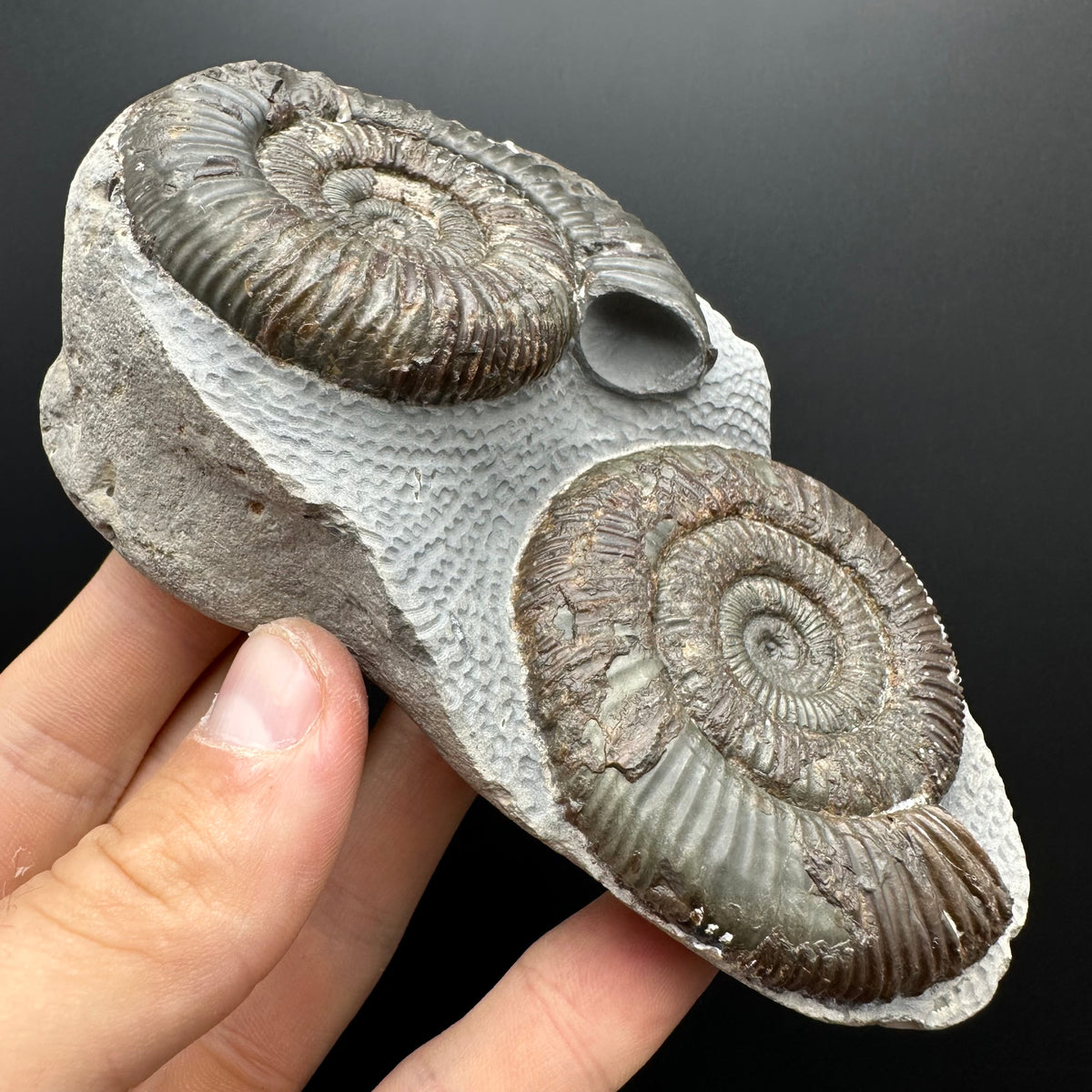 Dactylioceras Ammonite Fossil With Stand - Whitby, North Yorkshire Jurassic Coast Yorkshire Fossils