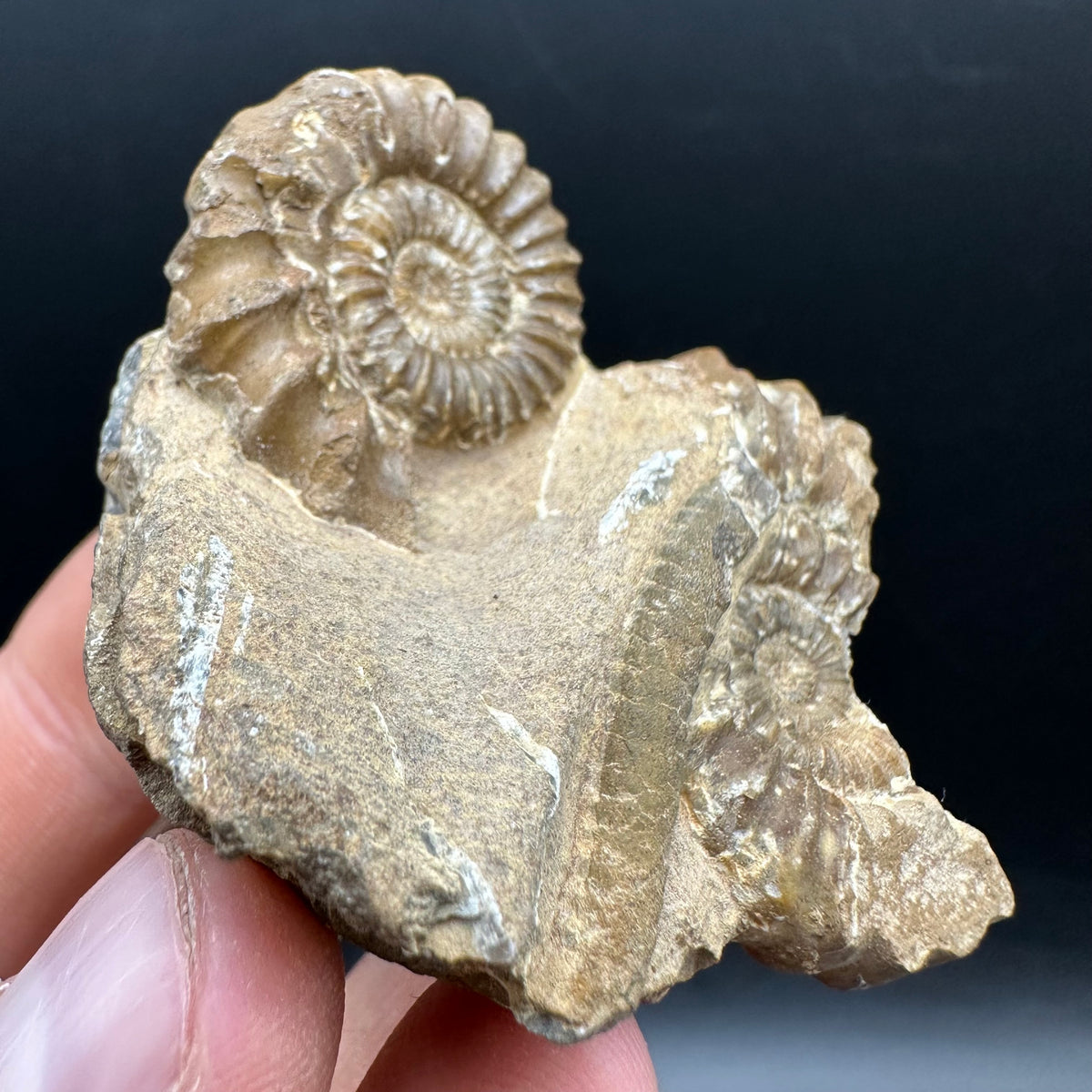 Androgynoceras capricornus Ammonite Fossil With Stand - Whitby, North Yorkshire Jurassic Coast Yorkshire Fossils