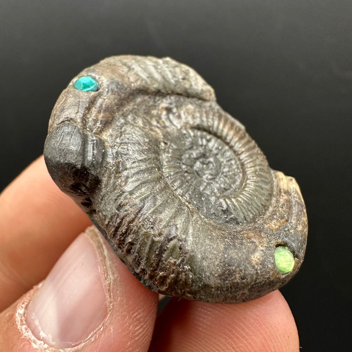 Hydra Snakestone Ammonite Fossil With Bag/Box And Stand - Whitby, North Yorkshire Jurassic Coast Yorkshire Fossils