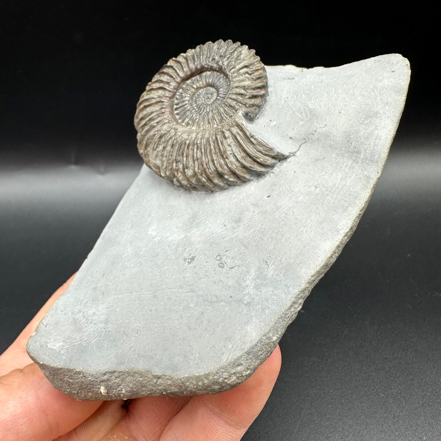 Schlothemia angulata ammonite fossil with box and stand - Whitby, North Yorkshire Jurassic Coast, Yorkshire fossils