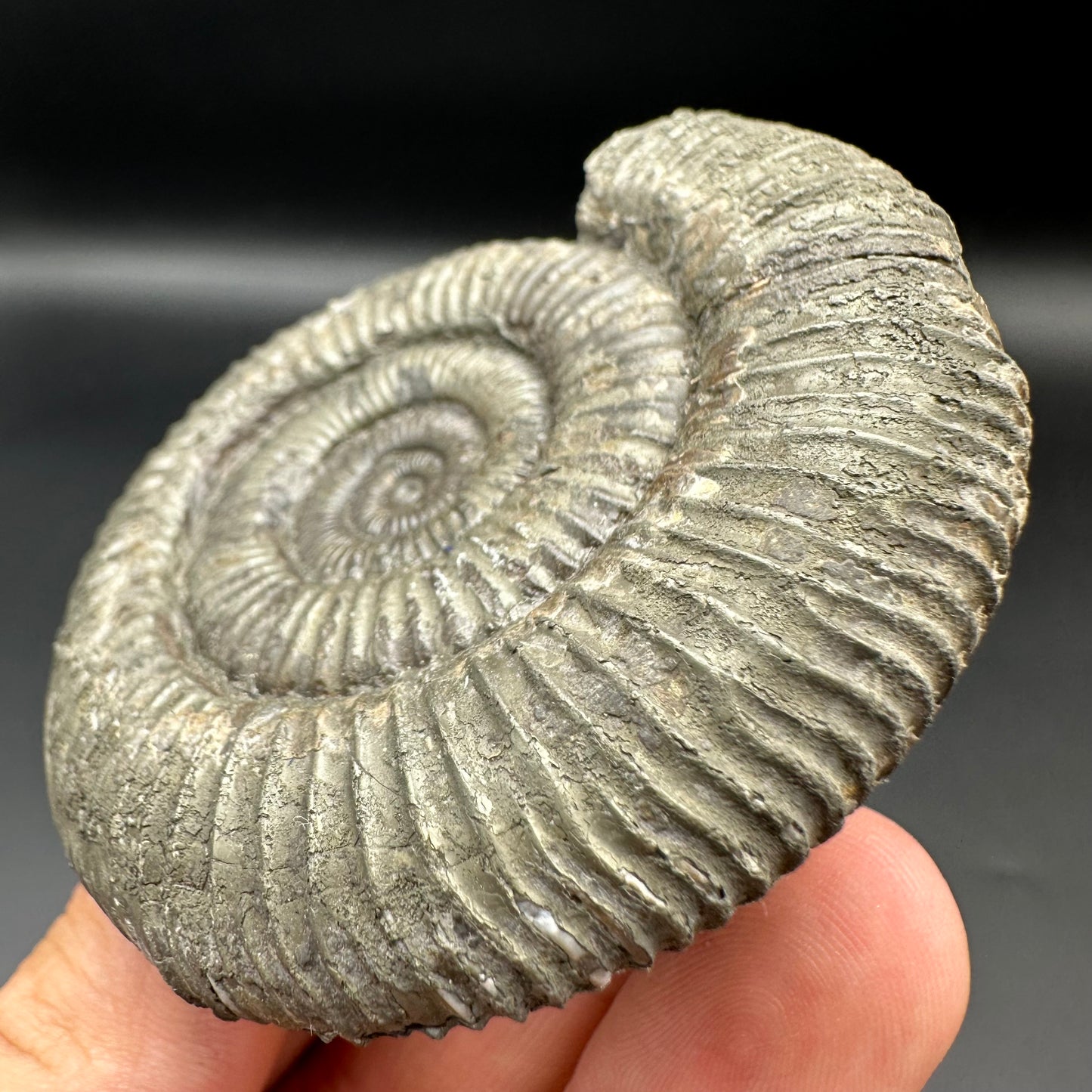 Catacoeloceras Sp. ammonite fossil with box and stand- Whitby, North Yorkshire Jurassic Coast Yorkshire Fossils