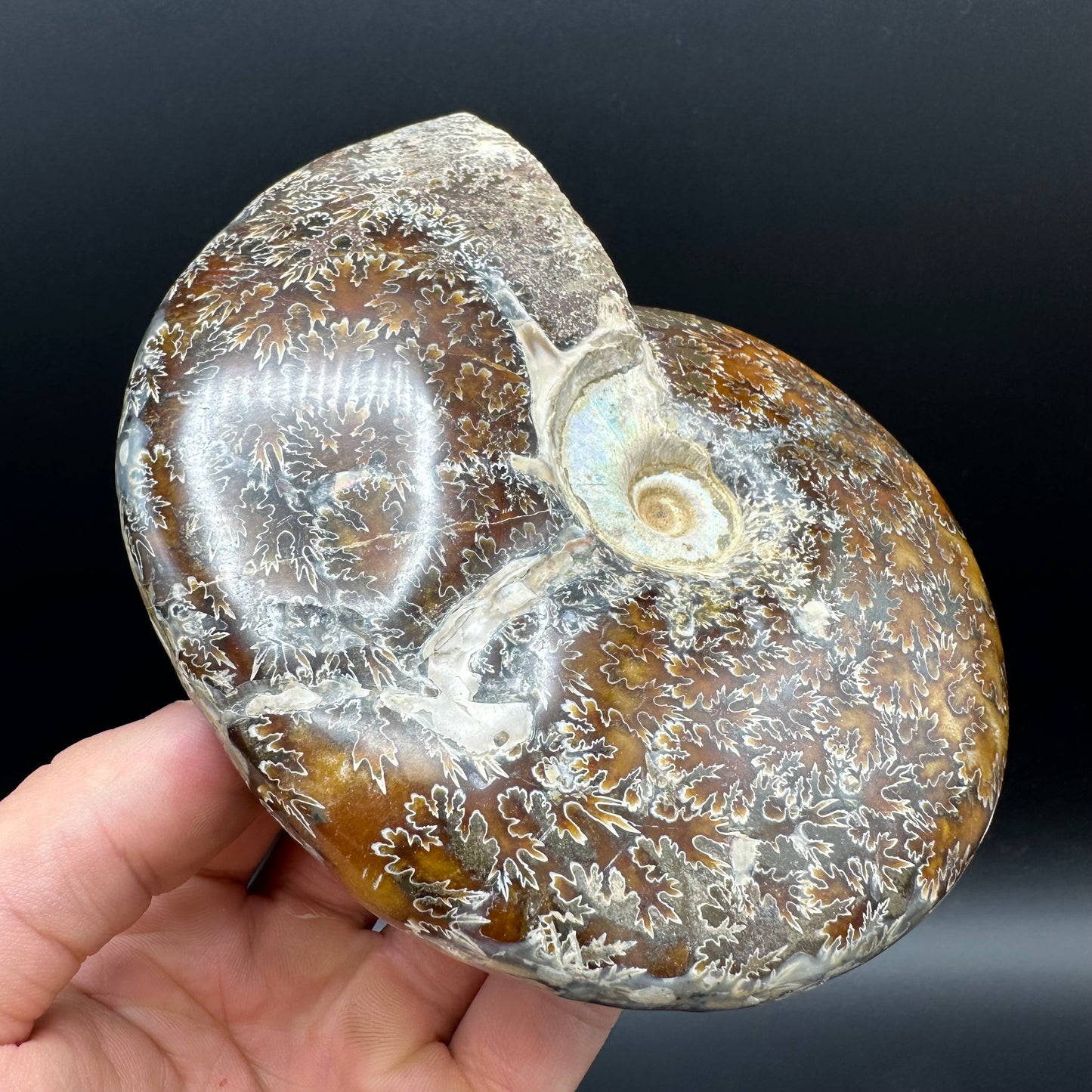 Cleoniceras Ammonite Fossil With Stand - Cretaceous Ammonite Madagascar