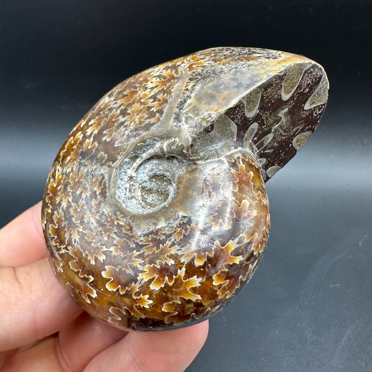 Puzosia Ammonite Fossil With Box And Stand - Cretaceous Ammonite Madagascar