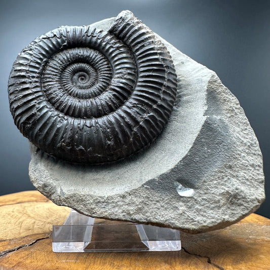 Dactylioceras Ammonite Fossil With box and Stand - Whitby, North Yorkshire Jurassic Coast Yorkshire Fossils