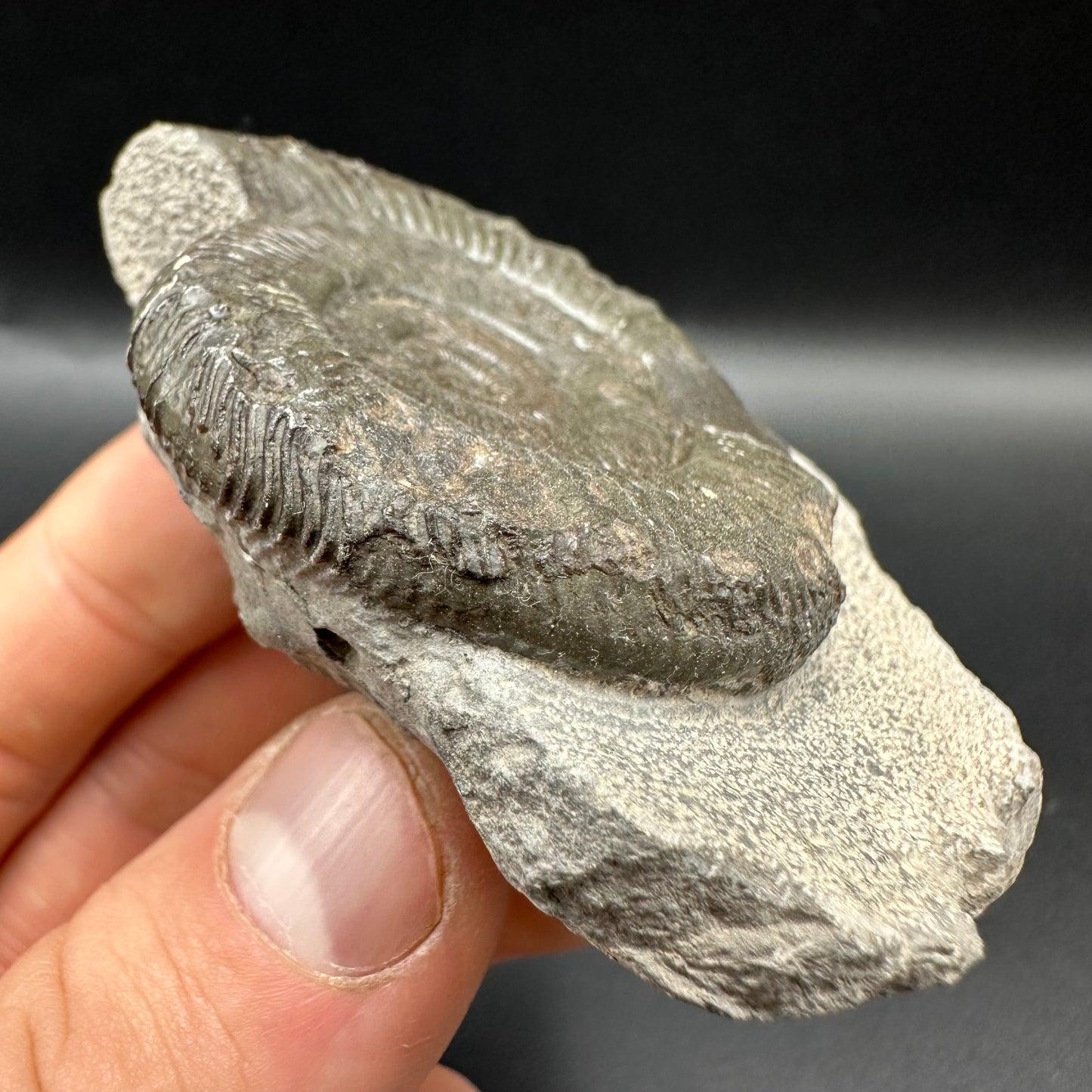 Peronoceras turriculatum Ammonite fossil with box and stand - Whitby, North Yorkshire Jurassic Coast, Yorkshire fossils