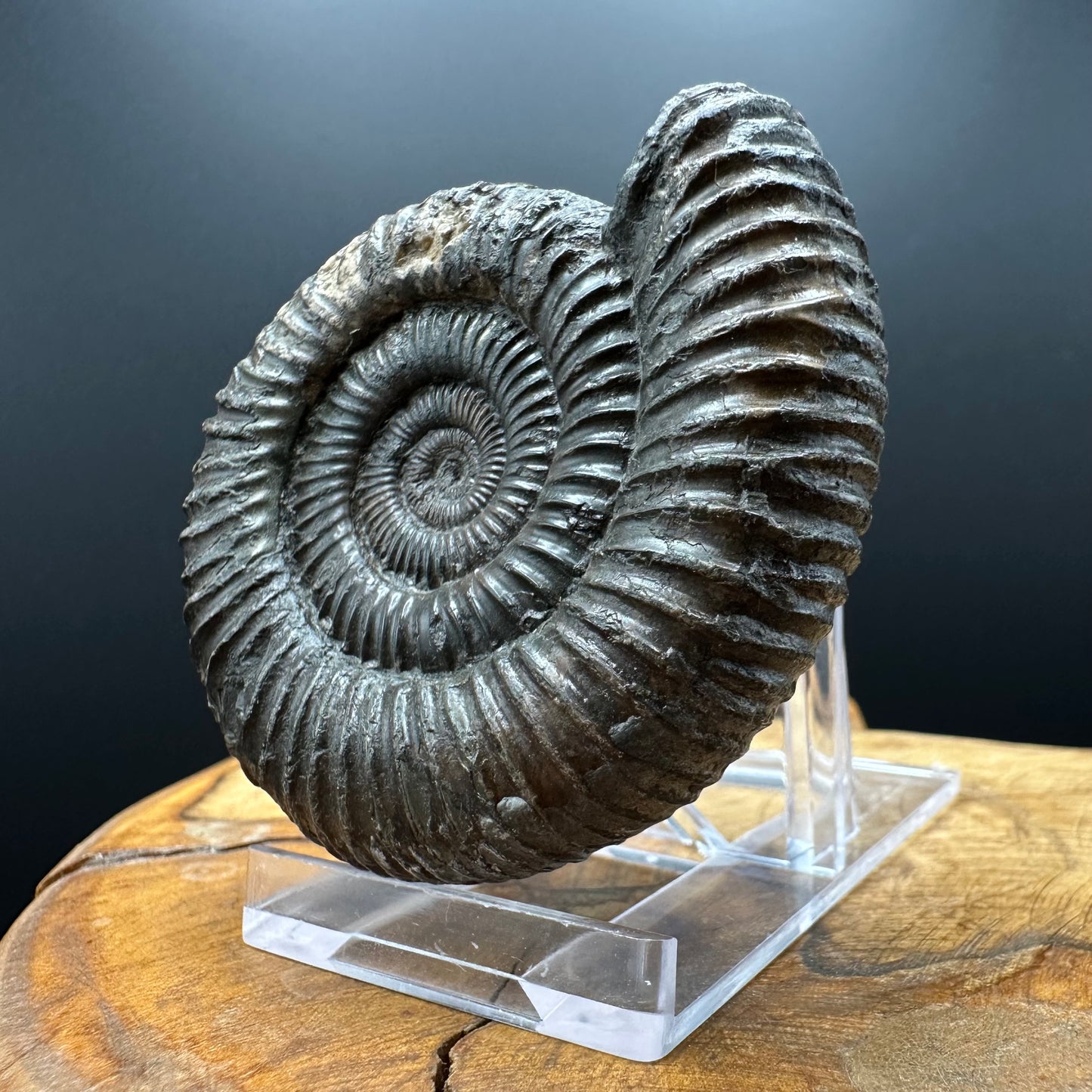 Dactylioceras Ammonite Fossil With box and Stand - Whitby, North Yorkshire Jurassic Coast Yorkshire Fossils
