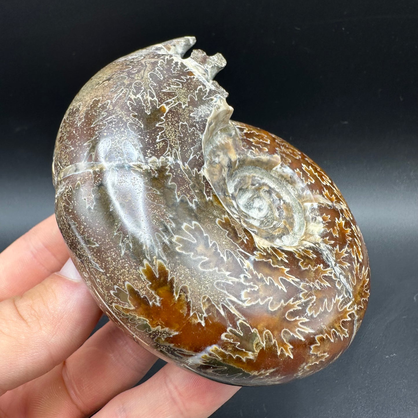 Puzosia Ammonite Fossil With Box And Stand - Cretaceous Ammonite Madagascar